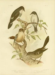 Petirrojo de vientre blanco, 1891